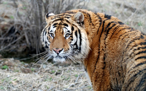 長春東北虎網(wǎng)站建設(shè)(長春東北虎園游覽地圖)