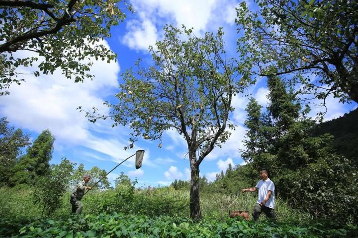 梨樹(shù)互聯(lián)網(wǎng)新聞(梨樹(shù)新聞?lì)l道在線直播)